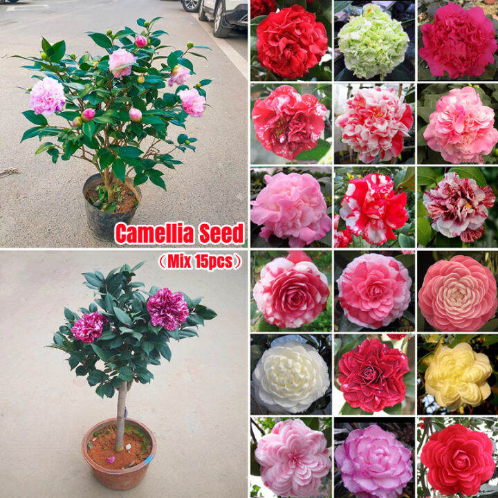 Assorted Colours Camellia Flower Seeds for Sale (15 Seeds/pack) Pokok