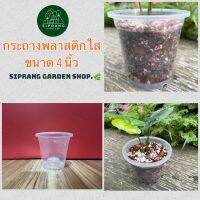 กระถางพลาสติกใส ขนาด 4 นิ้ว Siprang Garden Shop ?