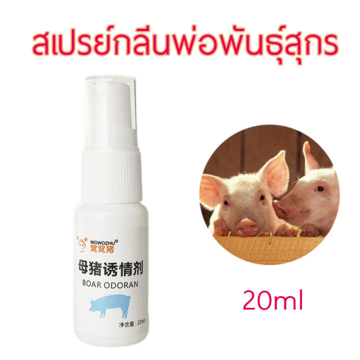 สเปรย์กลิ่นพ่อพันธุ์สุกร-สเปรย์กลิ่นหมู-spray-กลิ่นตัวผู้-สำรกับตัวเมีย-20ml-ขวด