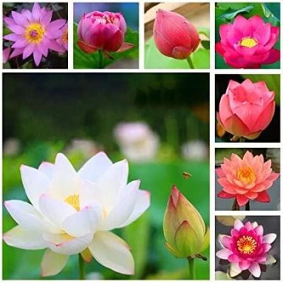 5 เมล็ด เมล็ดบัว คละสี เมล็ดเล็ก ดอกดกทั้งปี ของแท้ 100% เมล็ดพันธุ์ Garden บัวพันธุ์แคระ พันธุ์เล็ก ดอกบัว เม็ดบัว สวนบัว Mini Lotus Waterlily seed