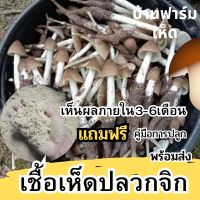 หัวเชื้อเห็ดปลวกจิก แบบผง เชื้อเห็ดปลวกจิก เชื้อเห็ด ผลิตจากจาวปลวกแท้100% รับประกันออกดอก