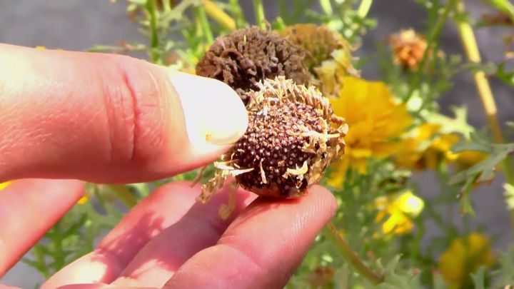 100-เมล็ดพันธุ์-เมล็ด-ดอกเบญจมาศ-หรือ-ดอกมัม-เป็นดอกไม้แห่งความรื่นเริงและความบริสุทธิ์ใจ-chrysanthemums-seeds-อัตราการงอก-80-85