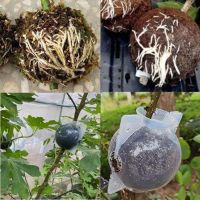 12cm Fruit Tree Plant Rooting Ball Root Growing Boxes Case Grafting Rooter Grow Box Breeding Garden Tools Supplies WB15TH