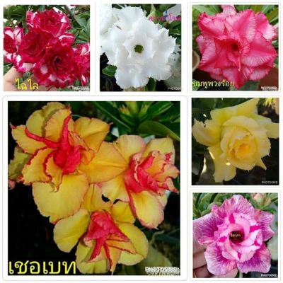 12 เมล็ด เมล็ดพันธุ์ ชวนชม สายพันธุ์ฮอลแลนด์ คละสี Adenium Seeds กุหลาบทะเลทราย Desert Rose ราชินีบอนไซ อัตรางอก 80-90% มีคู่มือปลูก