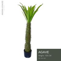 Agave Tree 100 CM - ต้นอากาเว่ ความสูง 100 ซม.