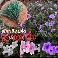 ต้อยติ่งฝรั่ง ชุด 100 กิ่ง แถม 10 กิ่ง