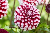 1 หัว/ออเดอร์ รักเร่ Dahlia Bulb สายพันธุ์ Checkers หัวรักเร่ ดอกไม้ หัวหน่อ เหง้า นำเข้า เนเธอร์แลน หัวสดใหม่