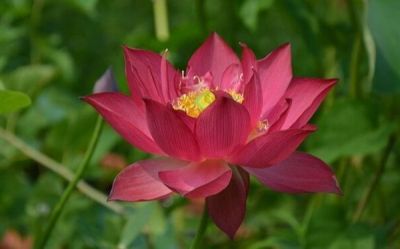 5 เมล็ด เมล็ดบัว ดอกสีชมพู ดอกใหญ่ ของแท้ 100% เมล็ดพันธุ์บัวดอกบัว ปลูกบัว เม็ดบัว สวนบัว บัวอ่าง Lotus seed.