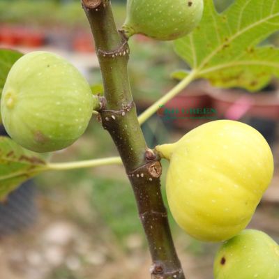 10 เมล็ด เมล็ดมะเดื่อฝรั่ง Figs สายพันธุ์ Kunming (คุณหมิง) ของแท้ 100% มะเดื่อฝรั่ง หรือ ลูกฟิก (Fig) อัตราการงอก 70-80% Figs Seed มีคู่มือวิธีปลูก