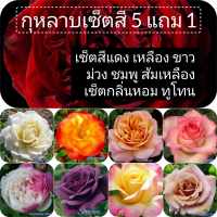 กุหลาบ 5 แถม 1 แบบเซ็ต มีให้เลือกเป็นเซ็ตกลุ่มสีแดง เหลือง ส้ม ชมพู ม่วง เหลือง ขาว ทูโทน