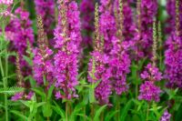 เมล็ดพันธุ์ เพอเพิ่ล ลูสสไตร้ฟ Lythrum salicaria purple loosestrife 1000 เมล็ด เมล็ดพันธุ์นำเข้าจากยุโรป อัตราการงอก 90 %