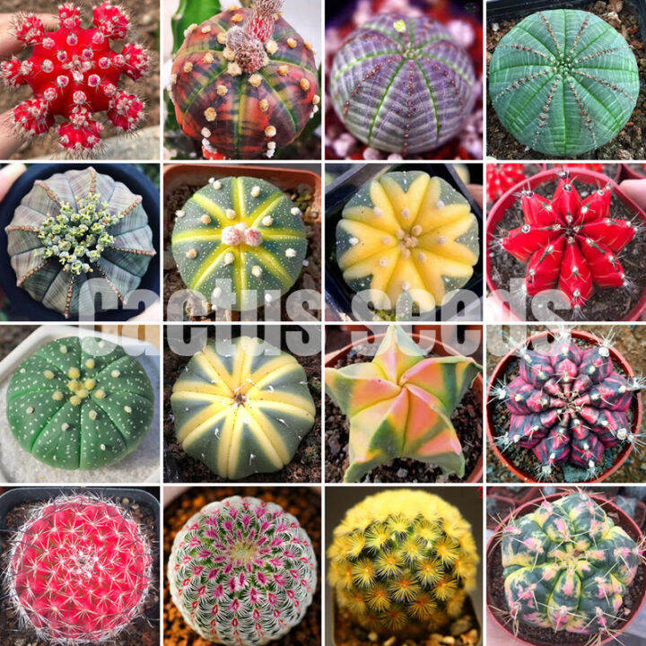 [Fast Growing] Mix Rare Cactus Seeds for Sale Greenovation Cactus Plant
