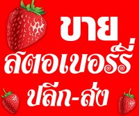 ป้ายไวนิลขายสตอเบอร์รี่ ขนาด 60x50cm. พับขอบตอกตาไก่สี่มุมสำหรับแขวน สินค้ามีพร้อมจัดส่ง จ้า