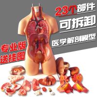 Anatomy insides spinal medicine model 23 anatomical torso toy structure organs entrails.