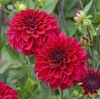 1 หัว/ออเดอร์ รักเร่ Dahlia Bulb สายพันธุ์ STRONGFIRE หัวรักเร่ ดอกไม้ หัวหน่อ เหง้า นำเข้า เนเธอร์แลน หัวสดใหม่