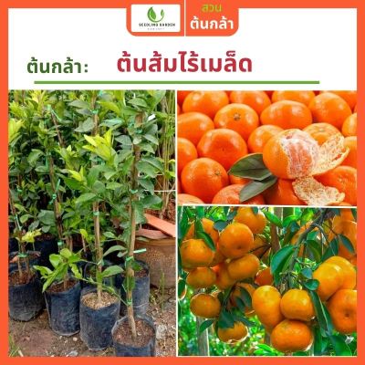 [ออกผลเร็ว] ต้นส้มไร้เมล็ดพันธุ์แท้ F1 ติดผลเยอะมาก เลี้ยงง่าย ต้นสูง 60-80ซม. ผลหวาน เปลือกบาง มีกลิ่นหอม