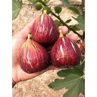 ต้นมะเดื่อฝรั่ง พันธุ์ Desert KingFigs ขนาดกระถาง 10นิ้ว ลำต้นสูง 90-100 ซม (ทาบกิ่งพร้อมออกผล) สินค้าพร้อมส่ง