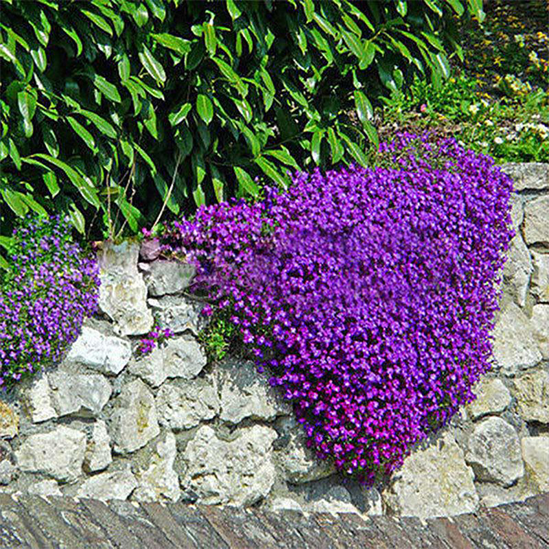 100pcs Aubrieta Deltoidea Seeds Romantic Purple Mustard Garden Flower Seed 