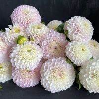 20 เมล็ดพันธุ์ รักเร่ Dahlia Seeds สายพันธุ์ PINK PEARL สีชมพู รักเร่ รักแรกพบ ดอกไม้แห่งมิตรภาพ ความรักเริ่มต้น เพาะเลี้ยงง่าย ตั้งโต๊ะทำงาน