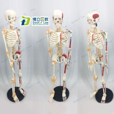 Movable frame the anatomy of the skull spine small needle knife bonesetting acupuncture 85 cm human body skeleton model