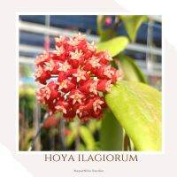 Hoya ilagiorum