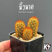 Mammillaria elongata นิ้วนาค #แคคตัส กระบองเพชร cactus&amp;succulent