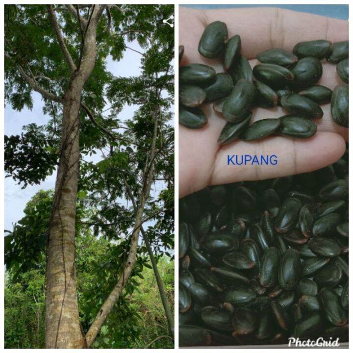 buy one get one free，50 seeds (not plants) KUPANG SEEDS ( NATIVE TREE ...