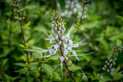 ต้นพันธุ์ หญ้าหนวดแมว (Orthosiphon aristatus) สมุนไพรมากประโยชน์ พร้อมปลูกในถุงดำ 29 บาท