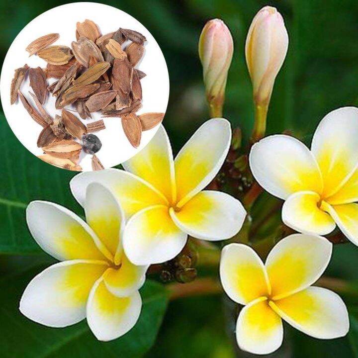 30-เมล็ดพันธุ์-bonsai-เมล็ด-ลั่นทม-หรือ-ลีลาวดี-สายพันธุ์แคระ-frangipani-plumeria-seed-นำเข้าจากฮาวาย-อัตราการงอกของเมล็ด-80-85