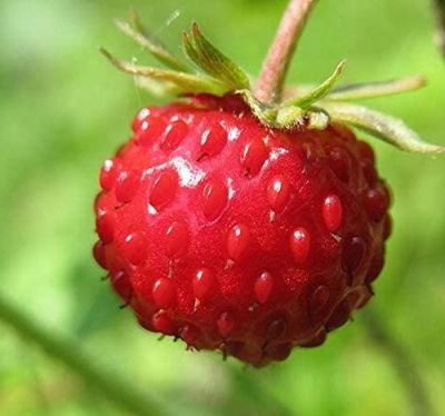 50 เมล็ด สตอร์เบอรี่ ใช้ทำแยม woodland strawberry, Alpine strawberry, European strawberry อัตราการงอกของเมล็ด 80-85%