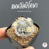 แมมอัลบิโคมา Mammillaria albicoma แคคตัส กระบองเพชร cactus&amp;succulent