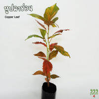 ต้นหูปลาช่อนแดง ไม้ประดับกัดสีสวย ( ต้นหูกระต่าย / ต้นหูปลาช่อน / copper leaf ) 999garden