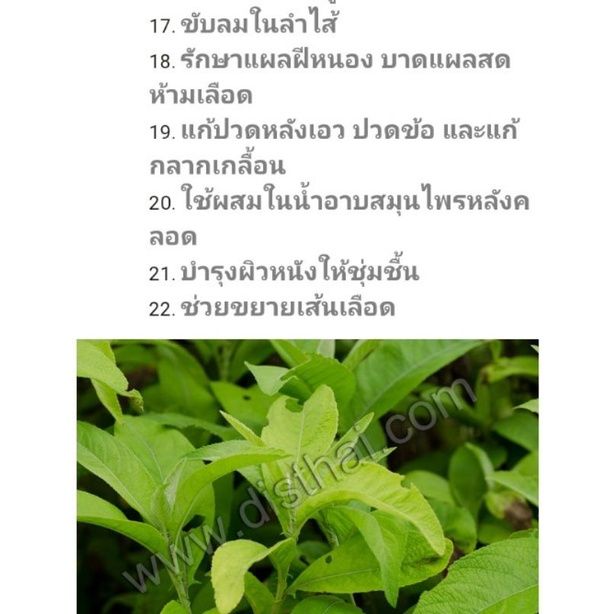 hot-ใบหนาด-หนาดใหญ่-ต้นหนาด-ไร้สารเคมี-ไม้มงคล-กันผี-ใบหนาดสด-กันคุณไสย-สมุนไพรไทย-ริดสีดวงจมูก-บำรุงผิว-แผลอักเสบ-ส่งด่วน-พรรณ-ไม้-น้ำ-พรรณ-ไม้-ทุก-ชนิด-พรรณ-ไม้-น้ำ-สวยงาม-พรรณ-ไม้-มงคล