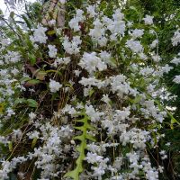 KcG. -ไว ตา-มอย Pigeon Orchid /Dendrobium crumenatum