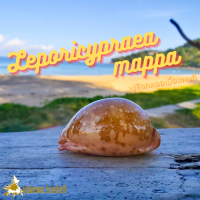 Andaman seashell เปลือกหอย เบี้ย Mappa  (Leporicypraea mappa )