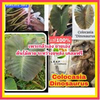 MAI เเท้100% Colocasia Dinosaurus บอนดึกดำบรรพ์ หรือ บอนไดโนเสาร์ บอนไดโนซอรัส ต้นไม้ตาย ระหว่างขนส่ง เคลมฟรี