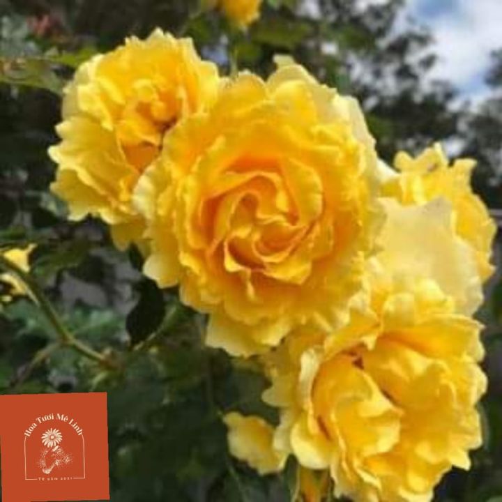 Hoa hồng cổ Sơn La vàng (leo) cực đẹp Giống hiếm | Lazada.vn