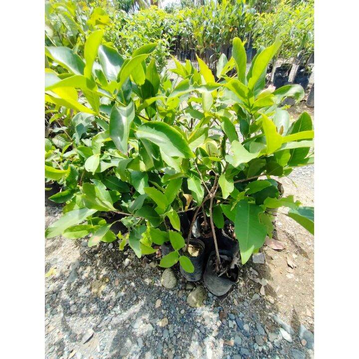 Buy One Get One Free Grafted Guapple Tree And Giant Duhat Treeslive