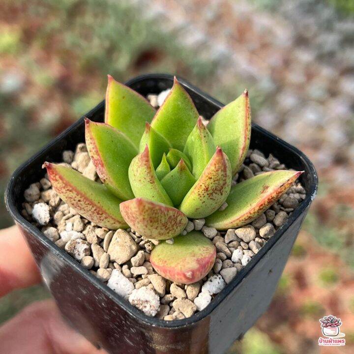 pro-โปรแน่น-echeveria-rainstar-ไม้อวบน้ำ-กุหลาบหิน-cactus-amp-succulentหลากหลายสายพันธุ์-ราคาสุดคุ้ม-พรรณ-ไม้-น้ำ-พรรณ-ไม้-ทุก-ชนิด-พรรณ-ไม้-น้ำ-สวยงาม-พรรณ-ไม้-มงคล