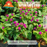 ( Promotion+++) คุ้มที่สุด ต้นบานไม้รู้โรย บานไม่รู้เลย Early blooming wood know sprinkle สวนเขาหมาก ไม้ดอก ไม้สวย ไม้ประดับ ดอกไม้ home garden ... ราคาดี พรรณ ไม้ น้ำ พรรณ ไม้ ทุก ชนิด พรรณ ไม้ น้ำ สวยงาม พรรณ ไม้ มงคล