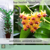 Hoya Densifolia โฮย่าเดนซิโฟเลีย ดอกสีเหลือง  ออกดอกเก่ง  ต้นไม้แขวนประดับ ส่งต้นติดดอก