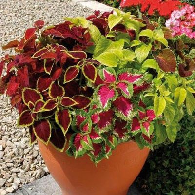 50 เมล็ด เมล็ดพันธุ์ Seeds Bonsai ฤาษีผสม Coleus Seed อัตราการงอก 80-90% มีคู่มือปลูก