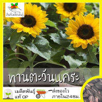 เมล็ดพันธุ์ ทานตะวันแคระ 10 เมล็ด Big Smile Sunflower Seed เมล็ดพันธุ์แท้100% นำเข้าจากต่างประเทศ ปลูกผัก สวนครัว ราคาถูก