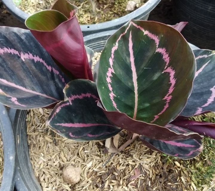 คล้านกยูงรำแพน-ต้นนกยูงรำแพน-calathea-ไม้ประดับ-ไม้มงคลเสริมการค้าขาย-เสริมโชคลาภร่ำรวยเงินทอง-กระถาง8-11นิ้ว