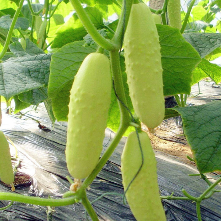 เมล็ดแตงกวาขาว-30เมล็ด-แตงกวาสีขาว-white-cucumber-seeds
