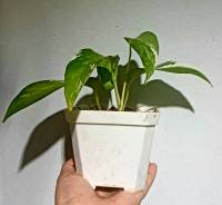 Epipremnum Pinnatum Variegated : อิพิพรีนั่ม/อิพิด่างขาว /พลูฉีก(ด่างขาว) //ต้นไม้ฟอกอากาศ