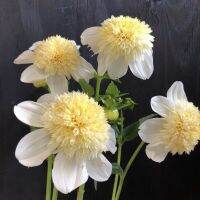 20 เมล็ดพันธุ์ รักเร่ Dahlia Seeds สายพันธุ์ PLATINUM BLONDE สีขาว รักเร่ รักแรกพบ ดอกไม้แห่งมิตรภาพ ความรักเริ่มต้น เพาะเลี้ยงง่าย ตั้งโต๊ะทำงาน