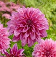 1 หัว/ออเดอร์ รักเร่ Dahlia Bulb สายพันธุ์ Arthur Hambley หัวรักเร่ ดอกไม้ หัวหน่อ เหง้า นำเข้า เนเธอร์แลน หัวสดใหม่