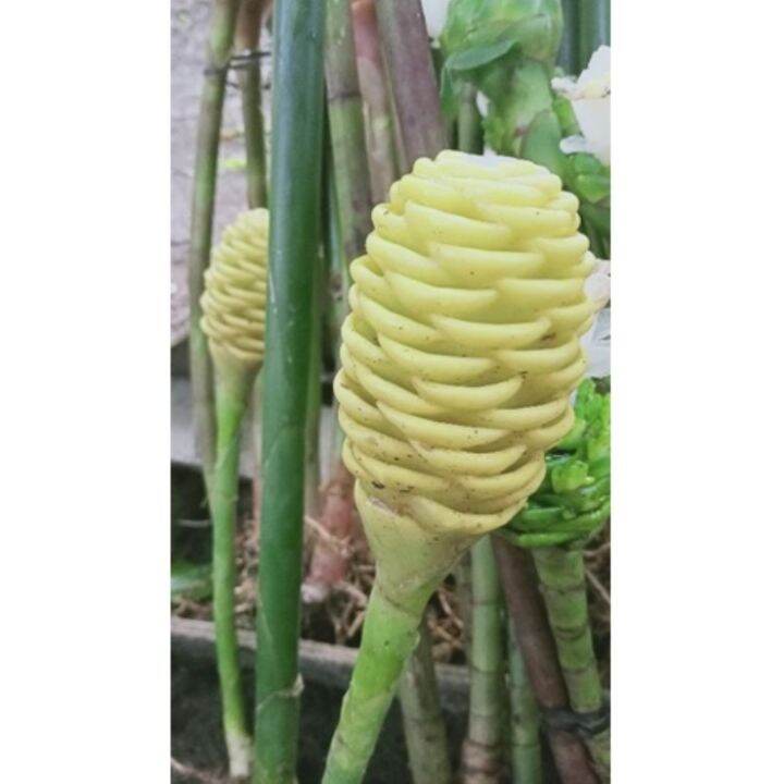 Shampoo ginger lily plant brown/yellow wax plant (bulb only