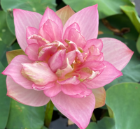 5 เมล็ดพันธุ์ บัว สายพันธุ์ LITTLE DRUNKEN FAIRY LOTUS สีชมพู เพาะปลูกและเก็บเมล็ดในไทย ขยายพันธุ์ในไทยได้ สายพันธุ์นิยมปลูกในอเมริกา